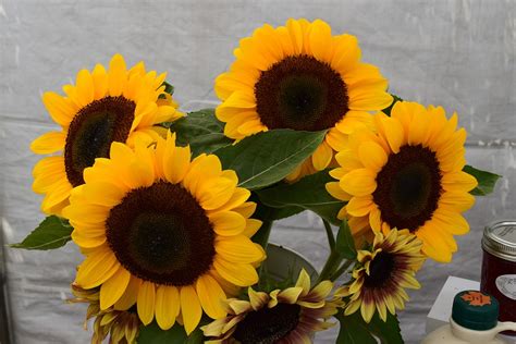 Sunflowers Flowers Nature · Free photo on Pixabay