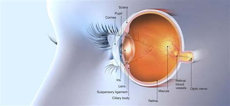 Macula