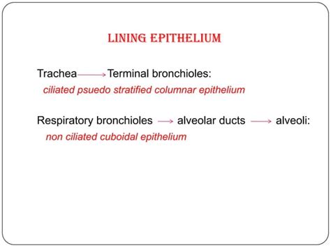 Anatomy of tracheobronchial tree