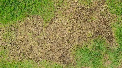 Does Your Lawn Have Chinch Bugs? – Floralawn