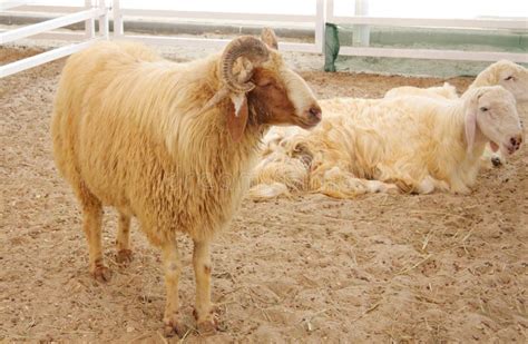 Awassi sheep stock photo. Image of chordata, desert, farm - 28179014