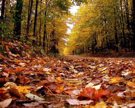 Country Road in Fall stock photo. Image of leaves, foliage - 2599268