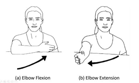 Supported elbow flexion-extension movement: (a) Elbow flexion, (b)... | Download Scientific Diagram