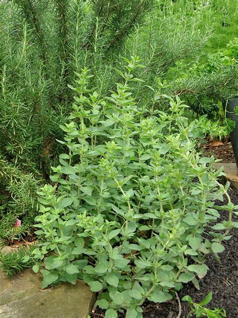 How to Grow Oregano Plants | Planting & General Growing Tips | Oregano plant, Growing oregano, Herbs