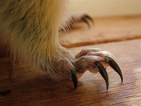 Claws of Doom | Flickr - Photo Sharing!