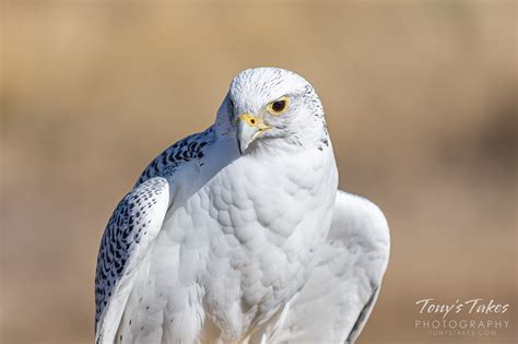 Gyrfalcon | Tony's Takes Photography