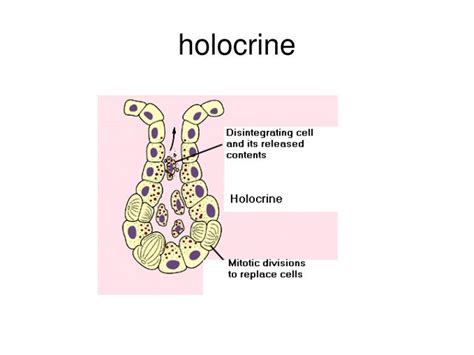 PPT - Simple Squamous Epithelium PowerPoint Presentation - ID:3893175