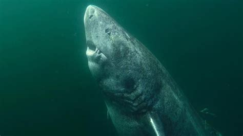 Greenland shark up to 512 years old found in North Atlantic | KidsNews