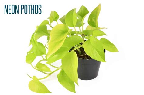 The 9 Best Pothos Varieties (With Pictures) - Growfully