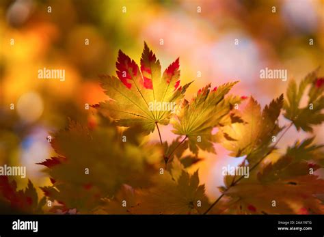 Japanese Fall Foliage Stock Photo - Alamy