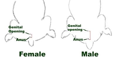 care-rabbits: How to tell if its a male or female rabbit