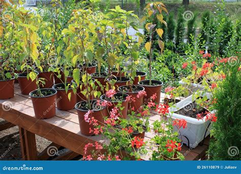 Growing flowers in pots stock image. Image of hobby, greenhouse - 26110879