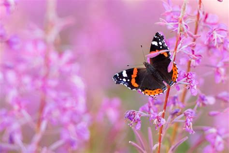 Vlinders fotograferen: heel veel tips • Vink Academy