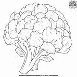 Cauliflower Coloring Pages sketch template
