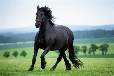 Running gallop black Friesian horse Photograph by Lubos Chlubny | Fine Art America