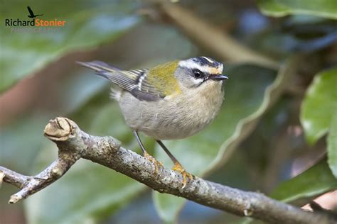 Common Firecrest - Birds Online | Website of photographer Richard Stonier