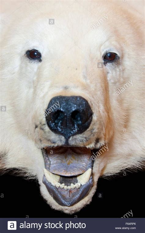 Image result for Polar Bear Mouth Open | Lion sculpture, Polar bear, Bear