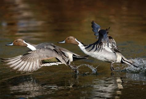 How Duck Flight Works — Ducks Unlimited Canada