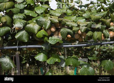 Kiwi Fruit growing in New Zealand Stock Photo: 69819004 - Alamy