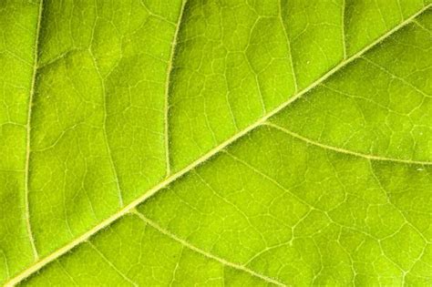 Premium Photo | Green leaf close up