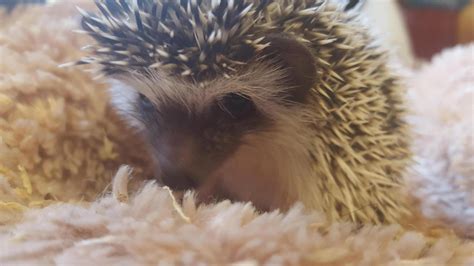 Male pygmy hedgehog babies | Reptile Forums