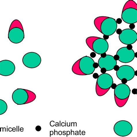 (PDF) Casein micelle structure: Models and muddles