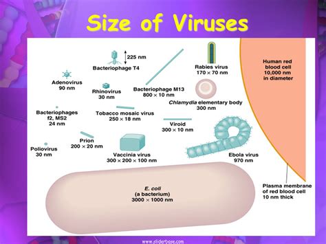 Viruses, Viroids, and Prions - Presentation Biology