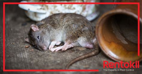 How Can Rodent Borne-Diseases Infect Humans? Rentokil.ie