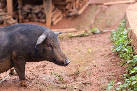 Premium Photo | Black pig in sty at farm.