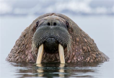 Walrus Pictures | Download Free Images on Unsplash