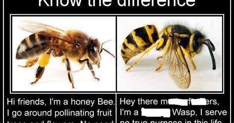 Bug Eric: Bee vs. Wasp Memes Perpetuate Ignorance