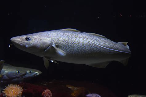 Atlantic cod • Gadus morhua • Fish sheet