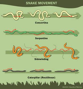 How Snakes Work | HowStuffWorks