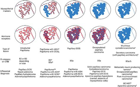 Staining patterns of myoepithelial markers and hormone receptors in ...