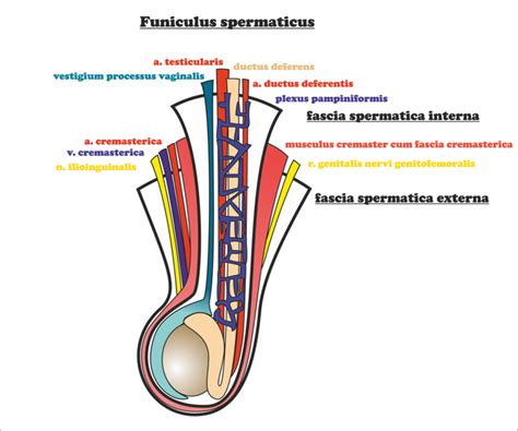 Spermatic cord - WikiLectures