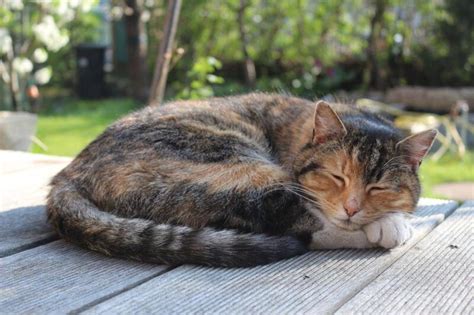 Why Do Cats Sleep So Much? 6 Vet-Approved Reasons - Catster