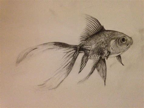 Fantail Goldfish Study by Mattehkun on DeviantArt