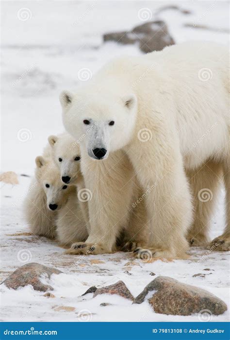 Polar Bear with a Cubs in the Tundra. Canada Stock Photo - Image of ...