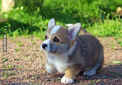 Cute Corgi puppy! Absolutely precious - 9GAG