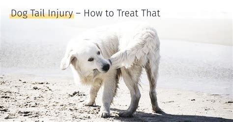 Dog Tail Injury – How to Treat That | Medrego | Types, Causes and Treatments