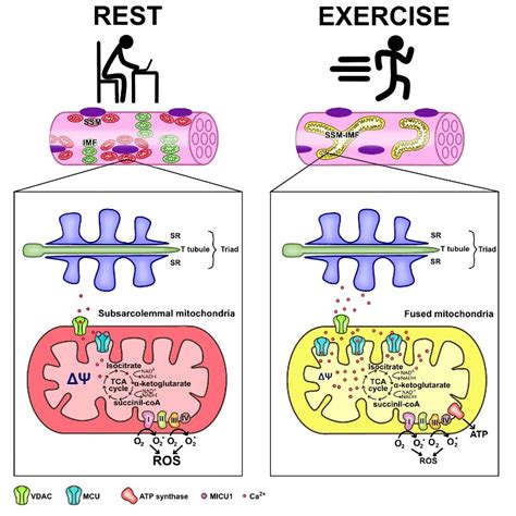 Atp