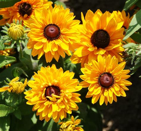 Black Eyed Susan Seeds - Goldilocks