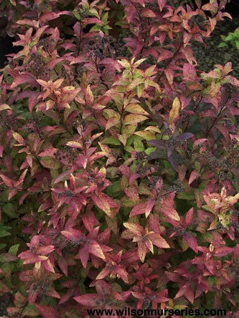 Gold Flame Spirea – Wilson Nurseries