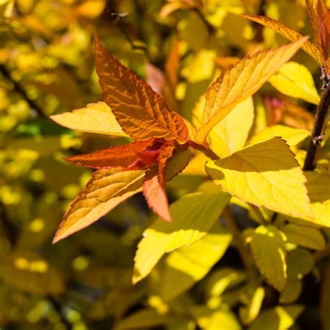 Shrubs – Lakeside Garden Gallery