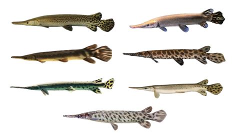 7 Gar Fish Species | Types of Gar Fish - YouTube