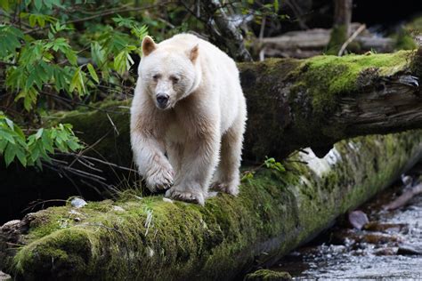 The Kermode Bear: Spirit Bear of British Columbia | The Ark In Space