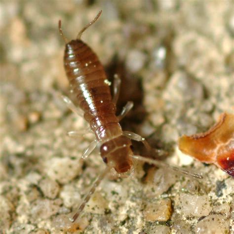 Baby Earwig? | It was pretty tiny, out there with the spring… | Flickr