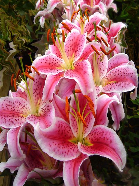 Free Images : flower, summer, floral, botany, pink, flowers, lilies ...