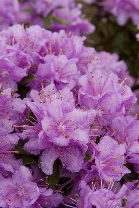 Purple Gem Rhododendron - Pahl's Market - Apple Valley, MN