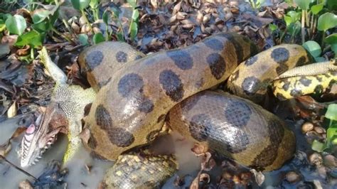 How we found the northern green anaconda, a new species of the heaviest ...